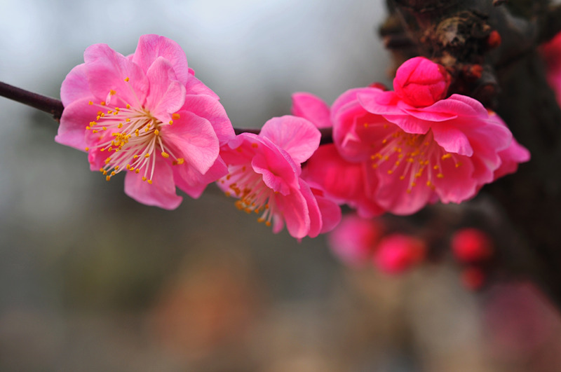 DSC_7141_副本_副本 - 副本.jpg