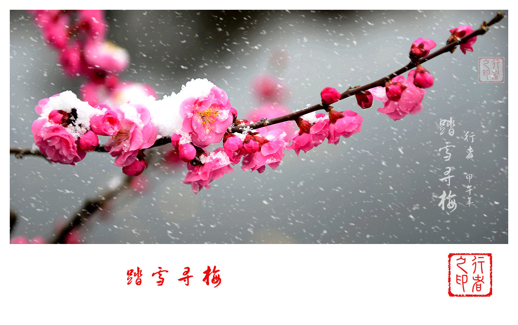 梅雪.jpg
