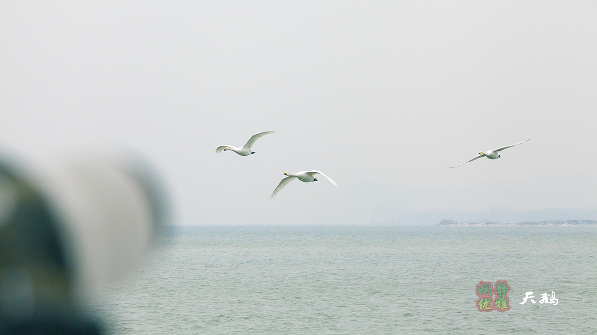 娴静优雅之鸟神