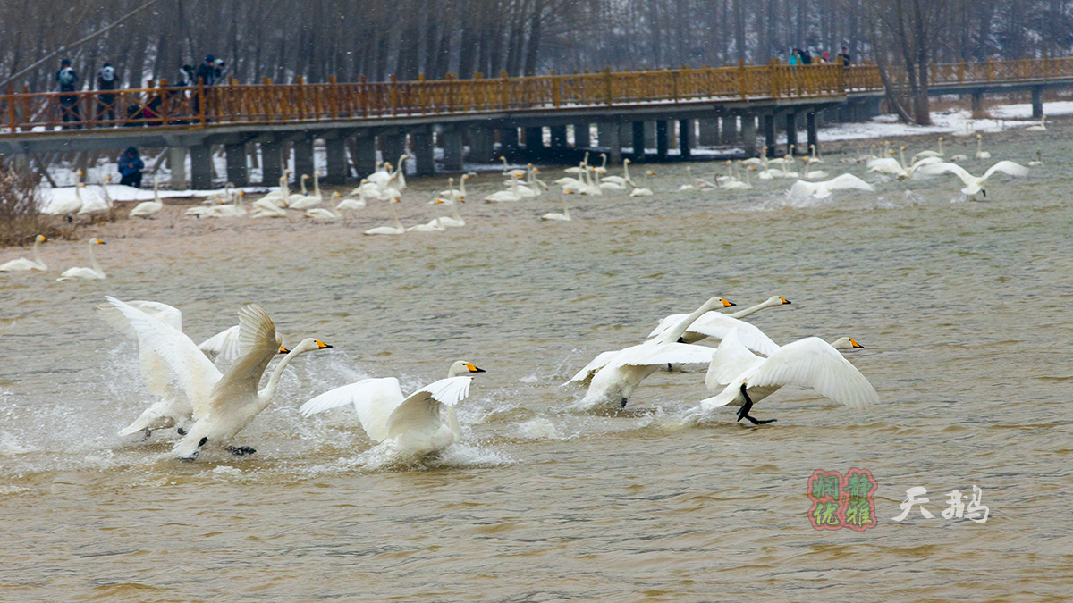 娴静优雅之鸟神