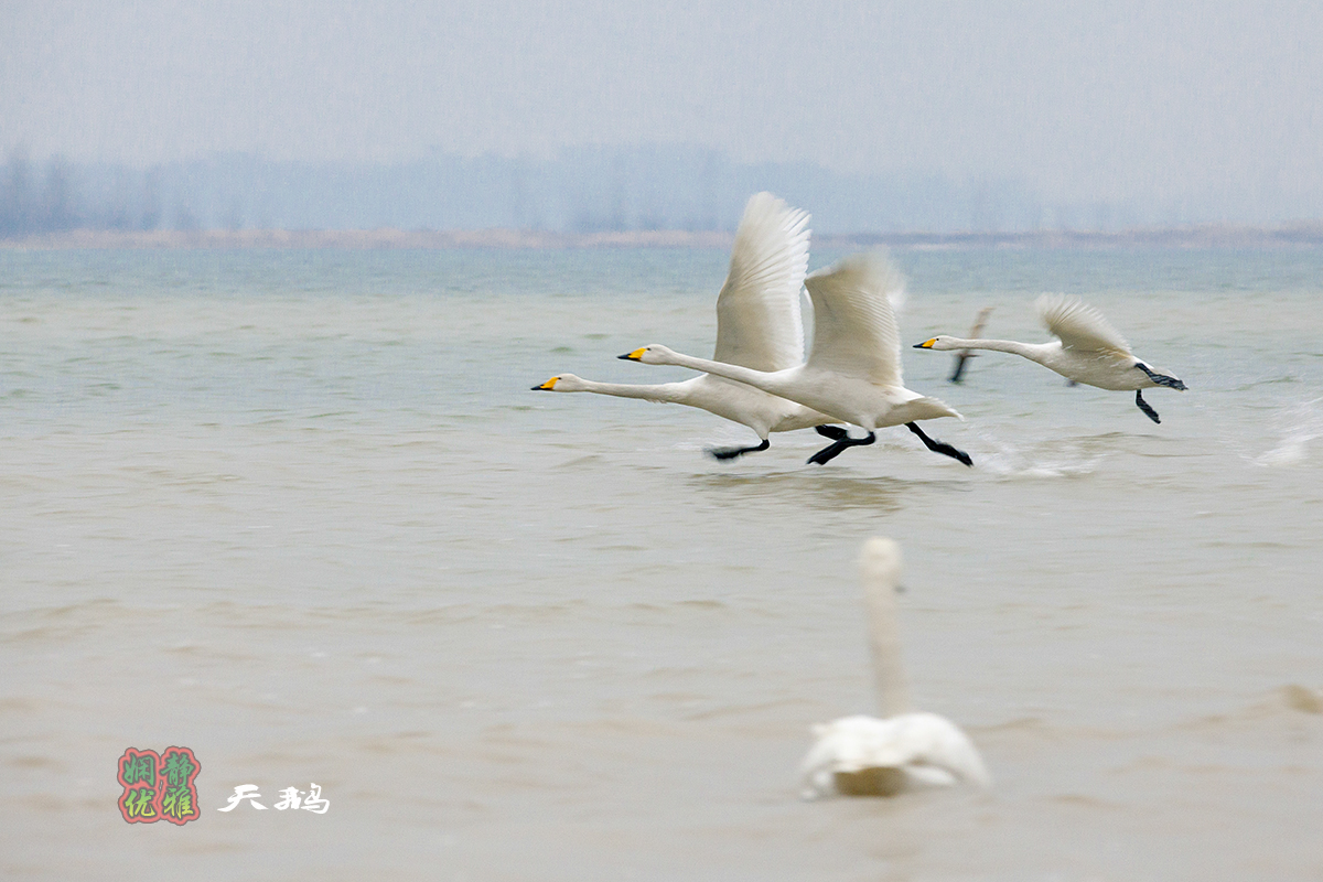 娴静优雅之鸟神
