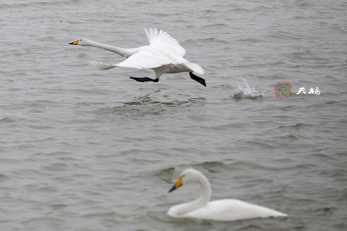 娴静优雅之鸟神
