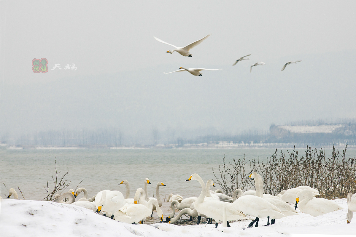 娴静优雅之鸟神