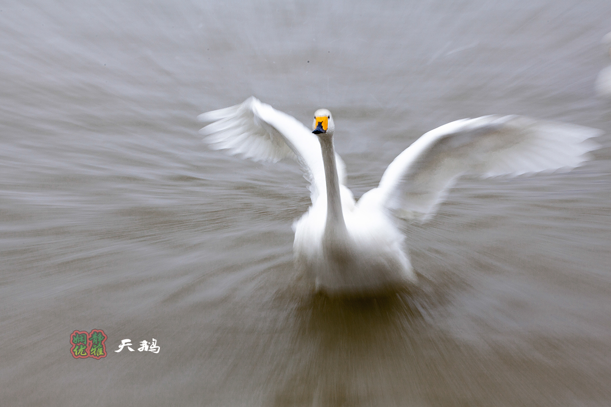 慢门拉风旋转拍天鹅