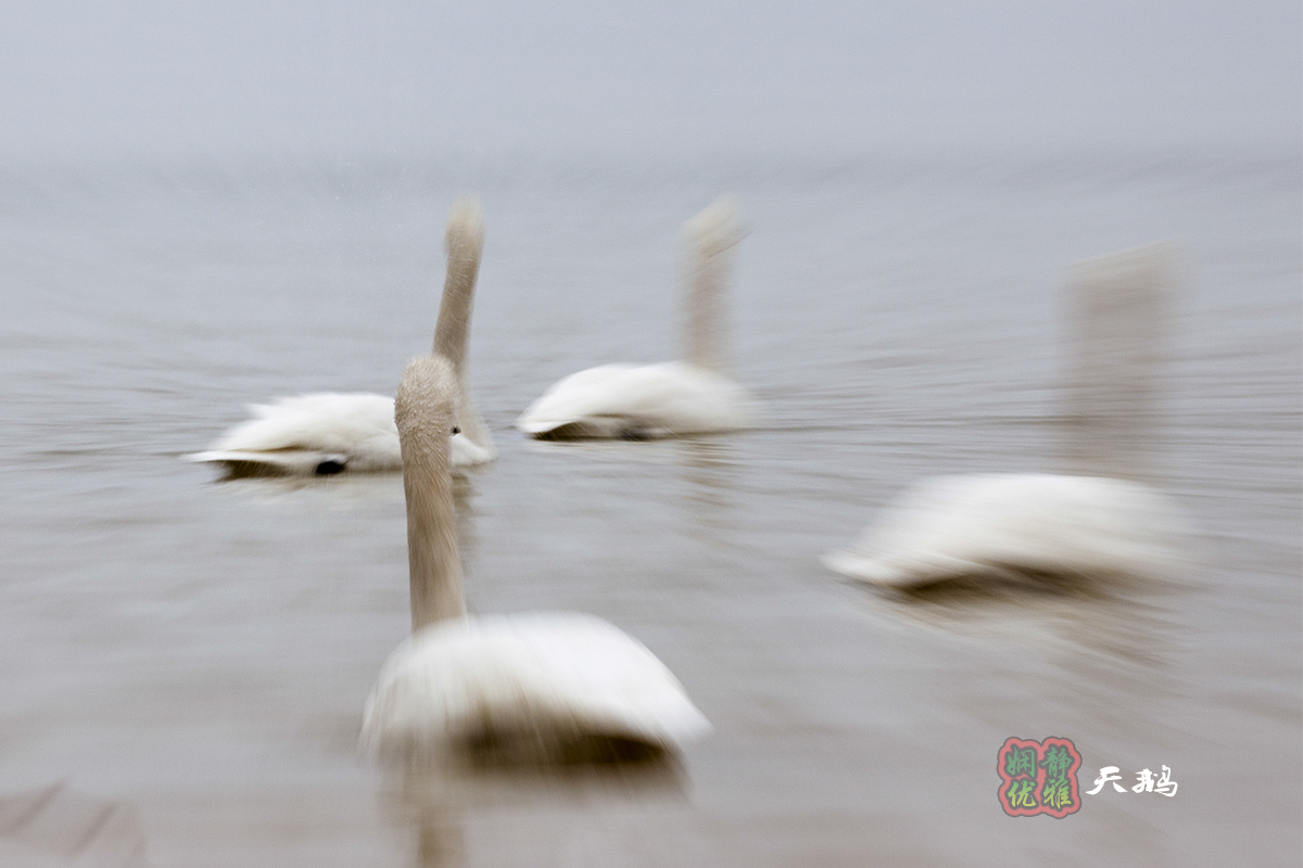 慢门拉风旋转拍天鹅