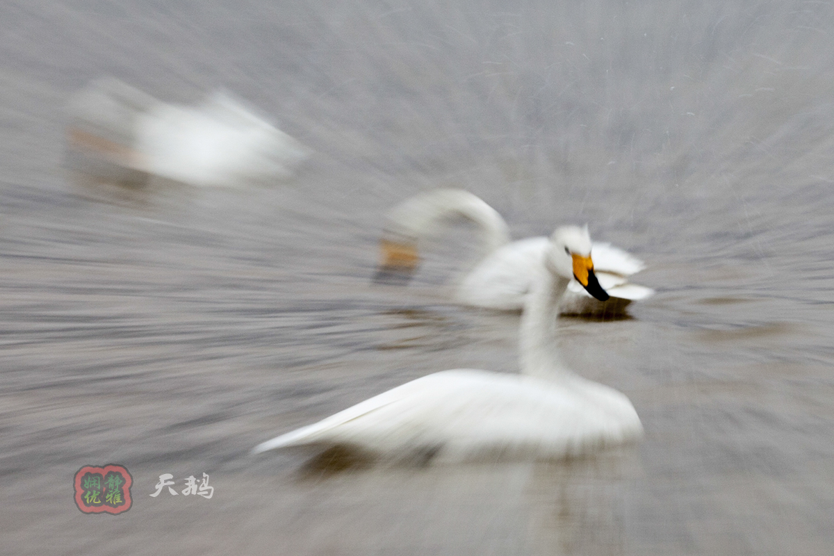 慢门拉风旋转拍天鹅