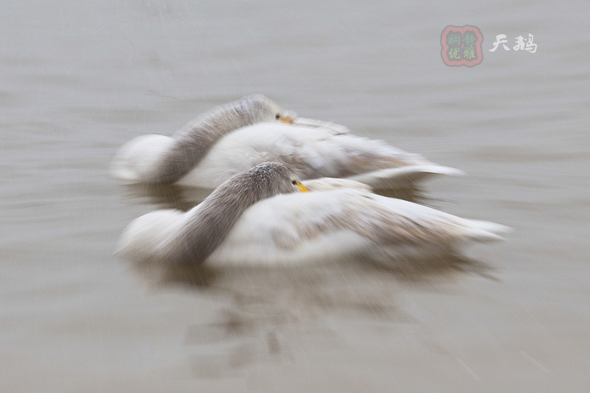 慢门拉风旋转拍天鹅