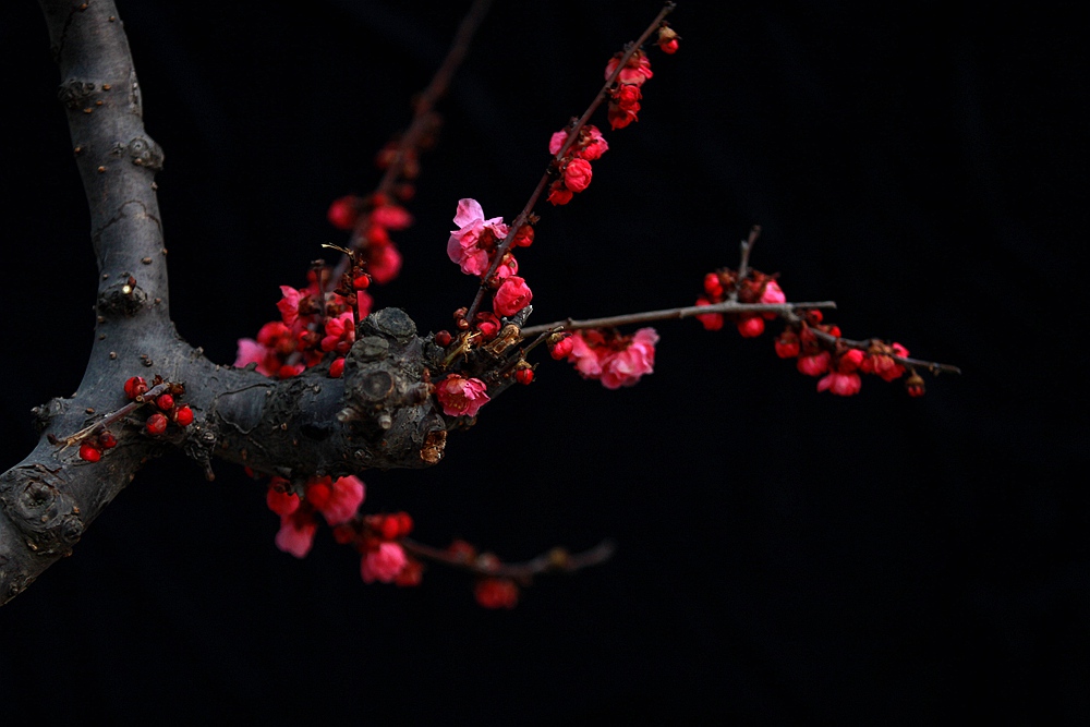 红梅1.jpg