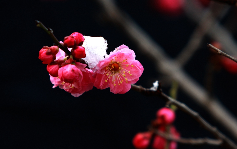 红梅11.jpg
