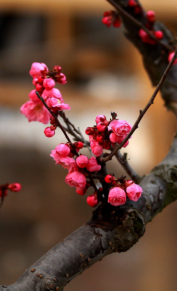 红梅22.jpg