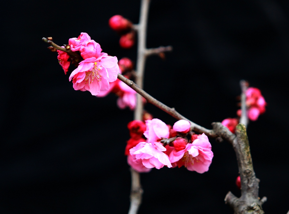 红梅23.jpg