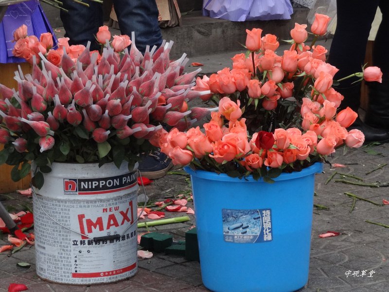 DSC07604.jpg