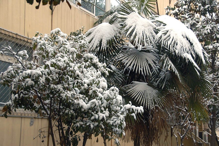 小区第一场雪 (20).JPG