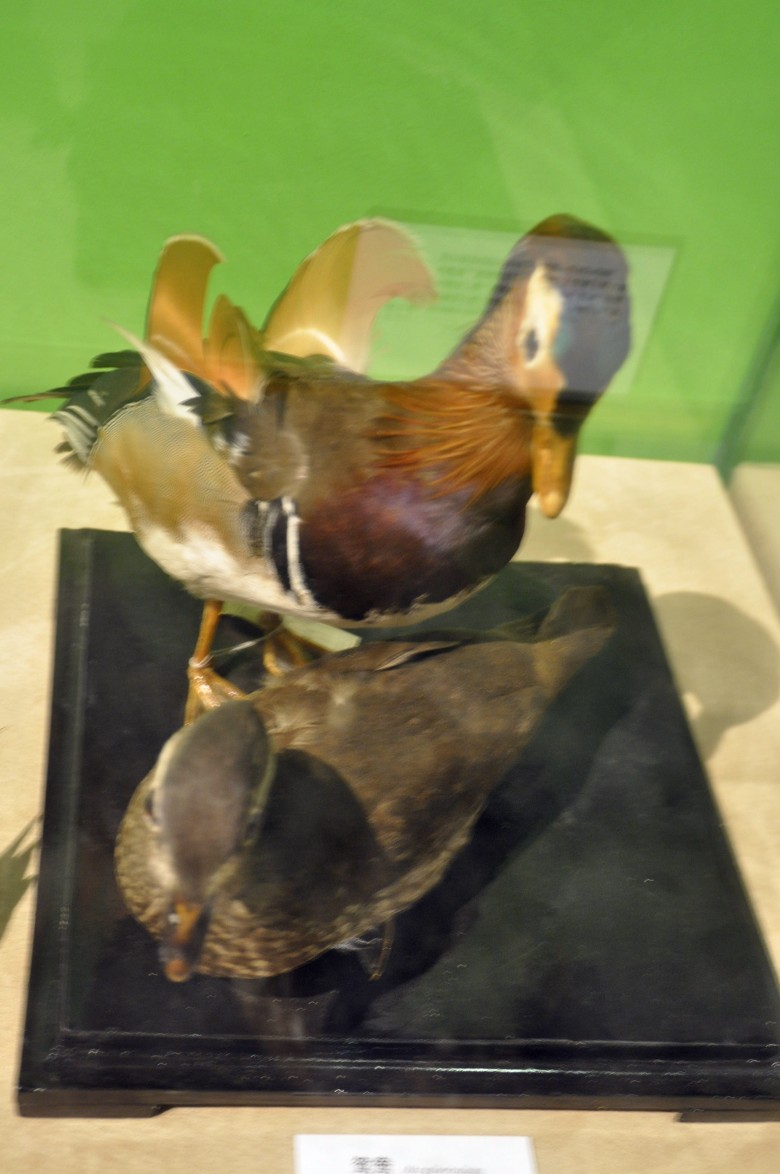 DSC_0001_conew1.jpg