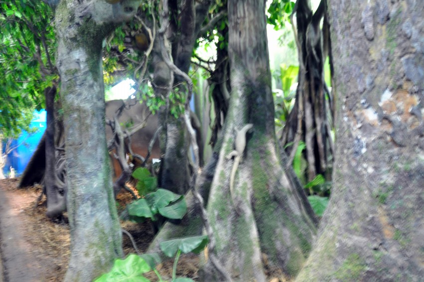 DSC_0040_conew1.jpg