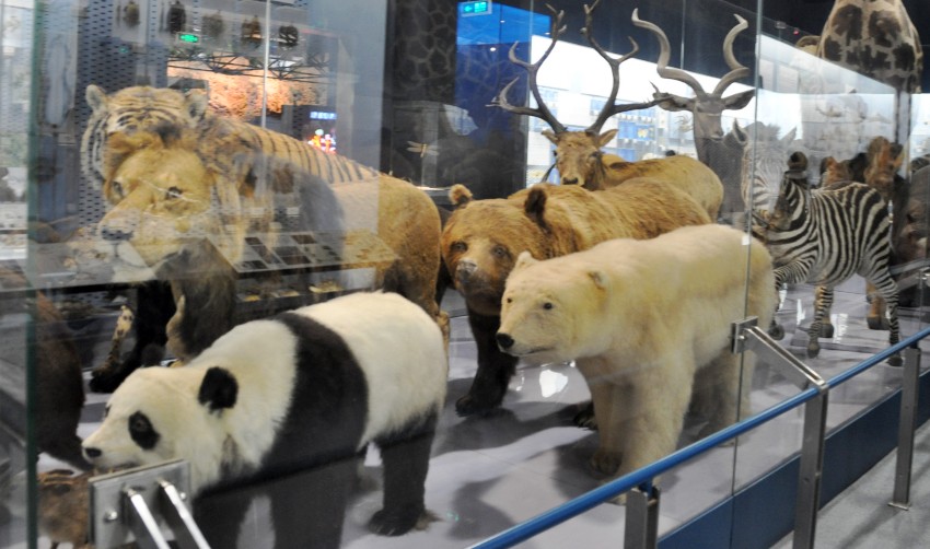 DSC_0043_conew1.jpg