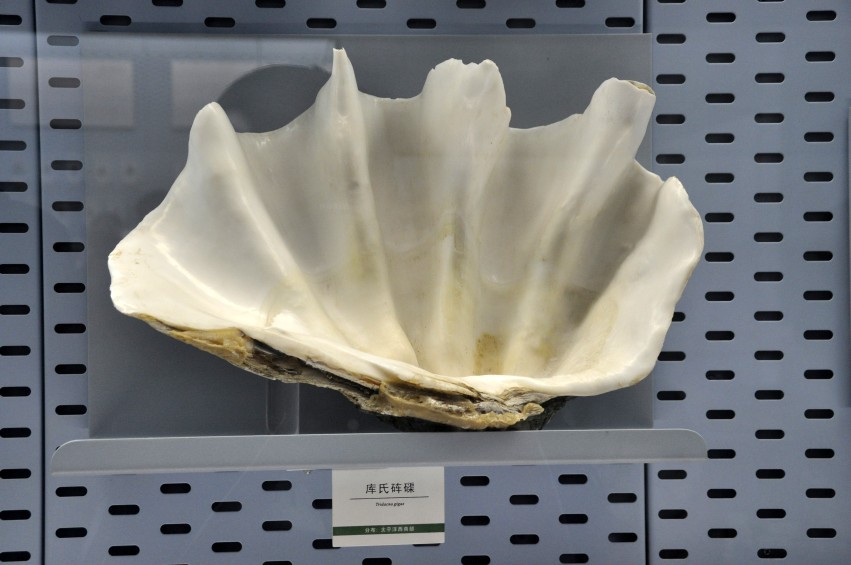 DSC_0050_conew1.jpg