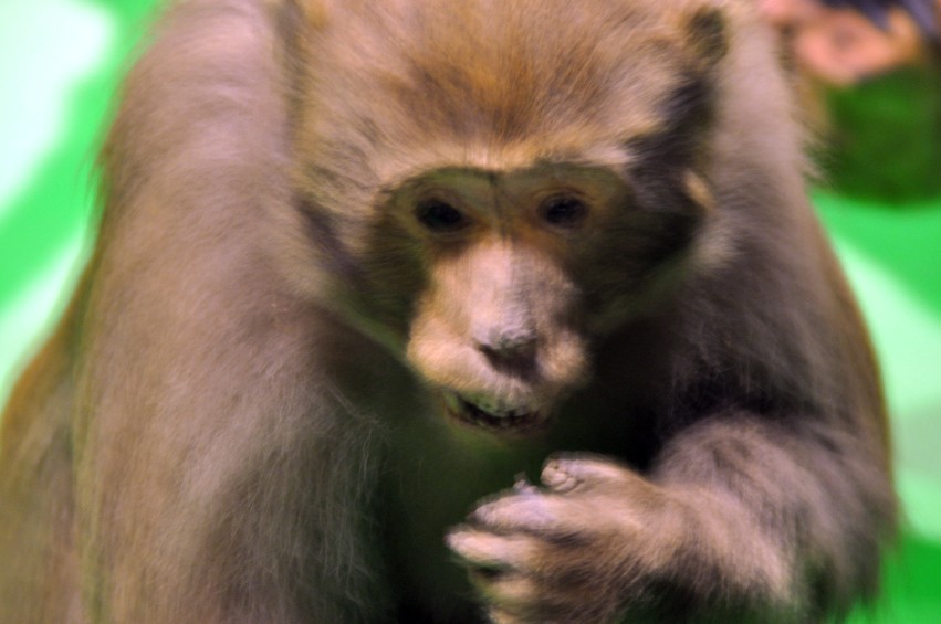 DSC_1083_conew1.jpg