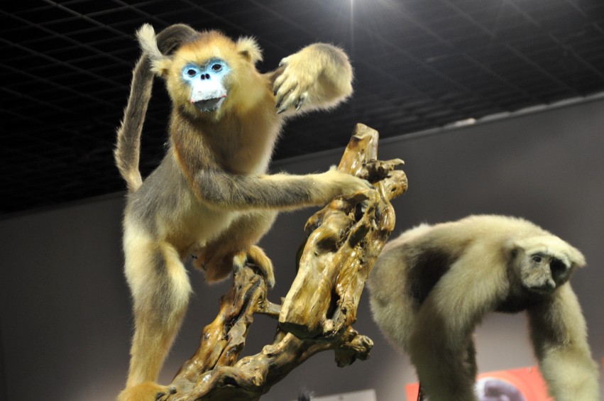 DSC_1084_conew1.jpg