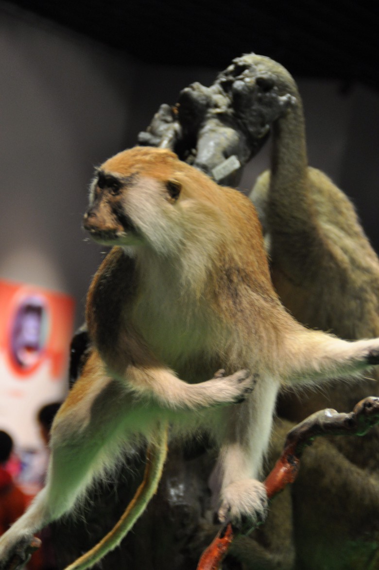DSC_1088_conew1.jpg