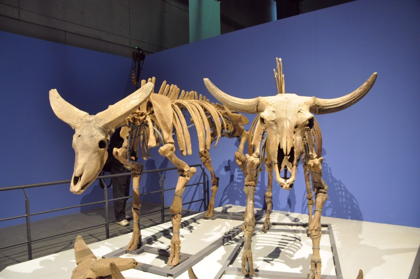 DSC_1099_conew1.jpg