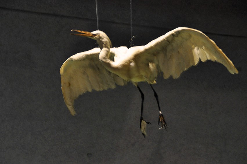 DSC_1115_conew1.jpg