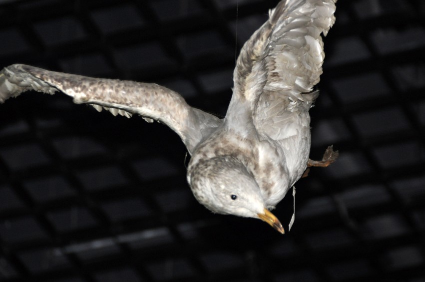 DSC_1116_conew1.jpg