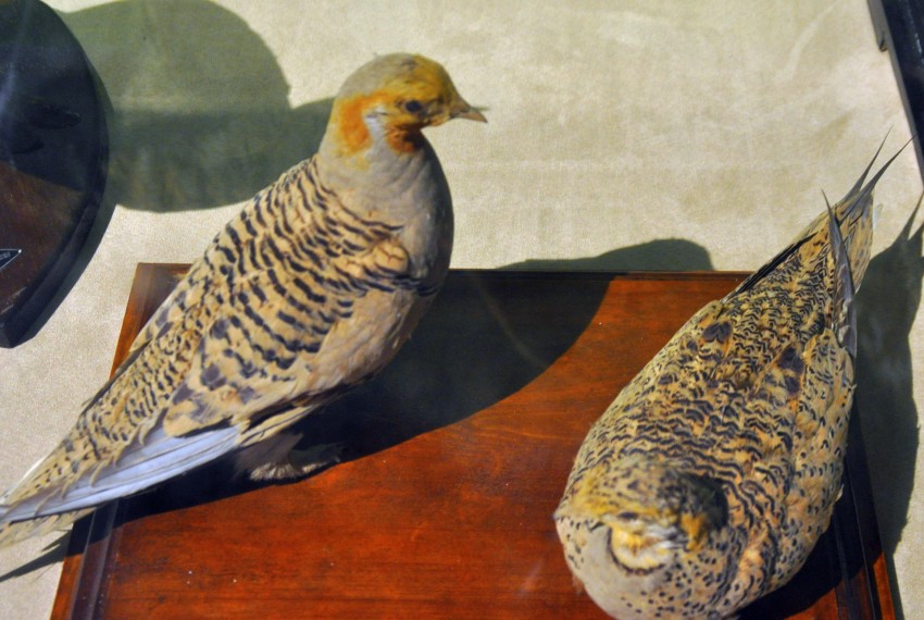 DSC_1121_conew1.jpg