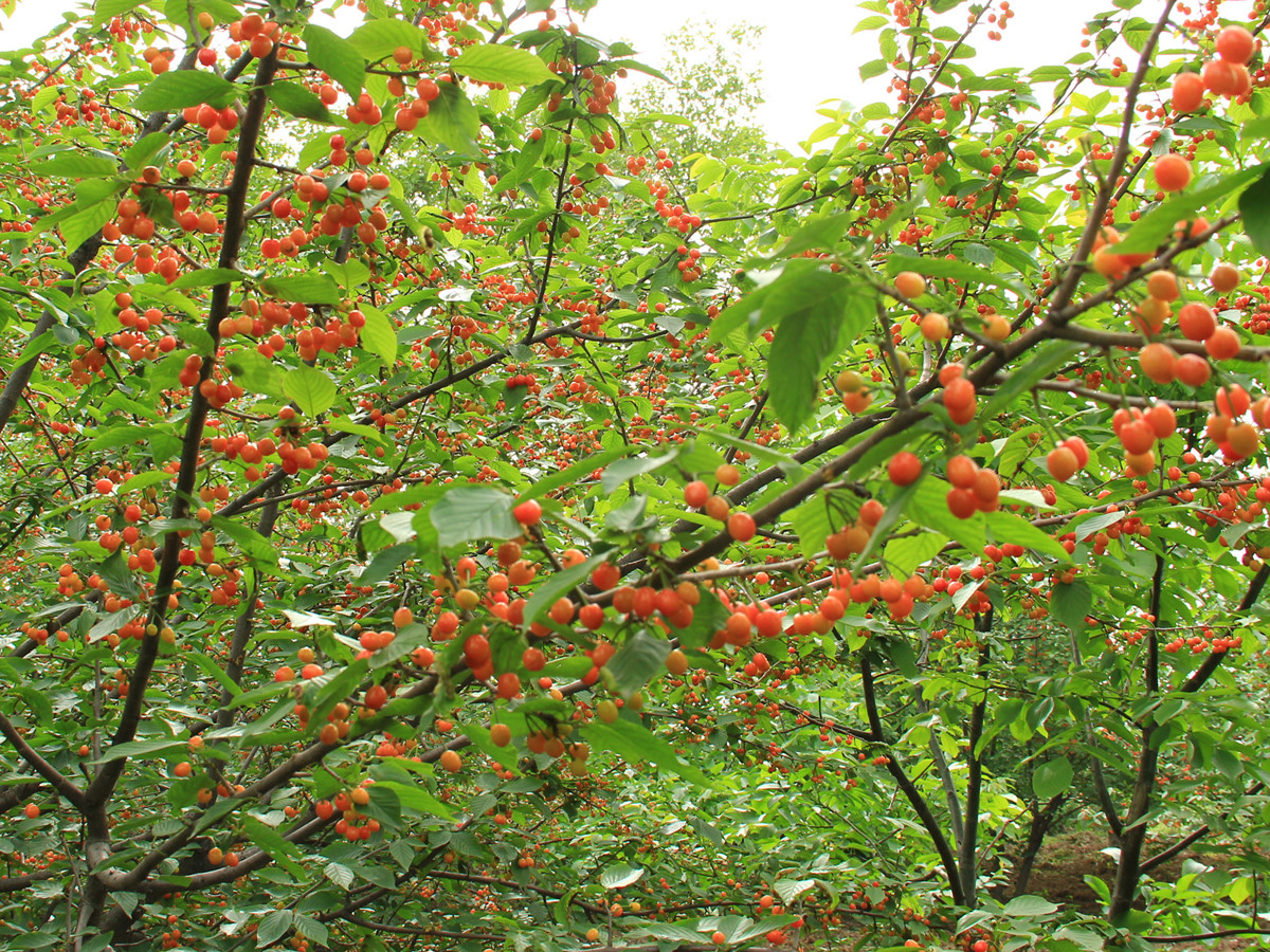IMG_9646_副本.jpg