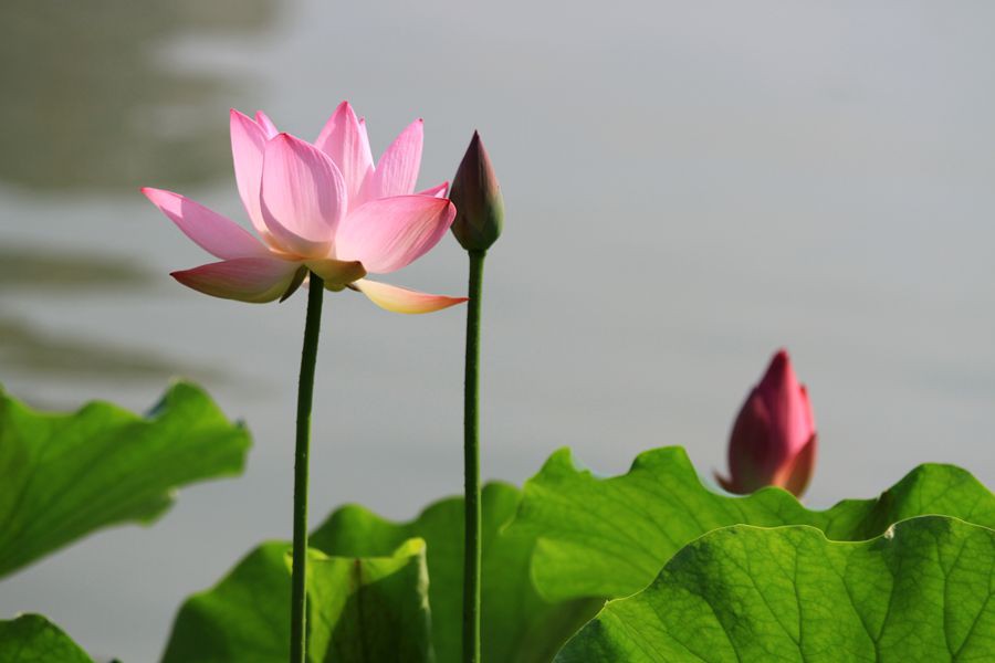 丰庆公园拍荷花 028_副本.jpg