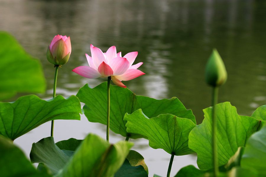 丰庆公园拍荷花 003_副本.jpg