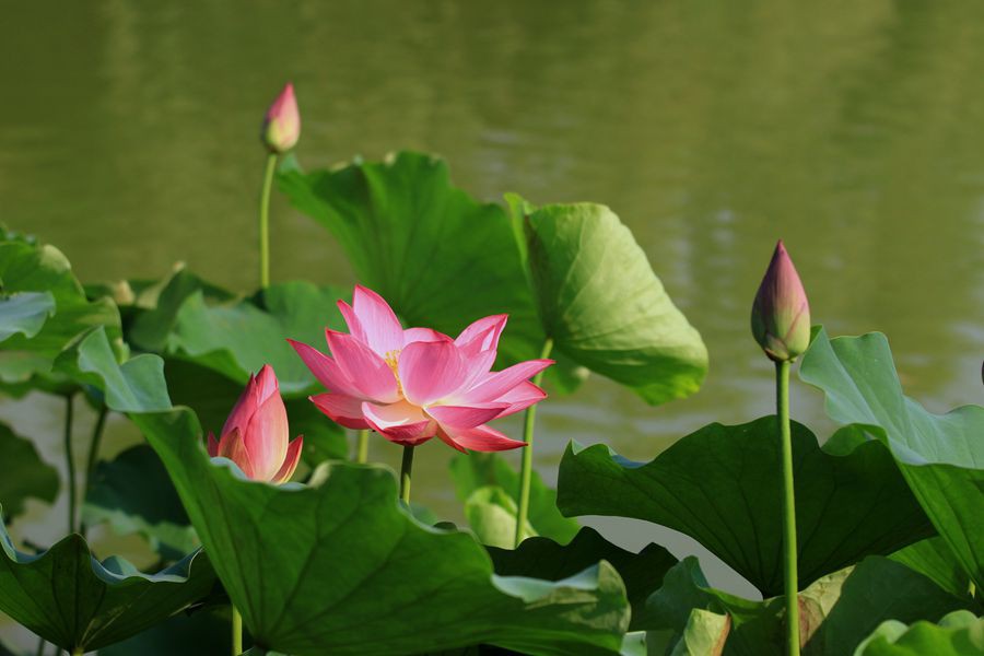 丰庆公园拍荷花 008_副本.jpg