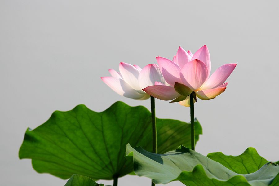 丰庆公园拍荷花 018_副本.jpg