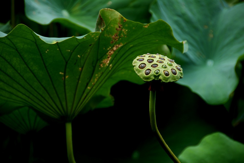 荷花睡莲 (3).jpg