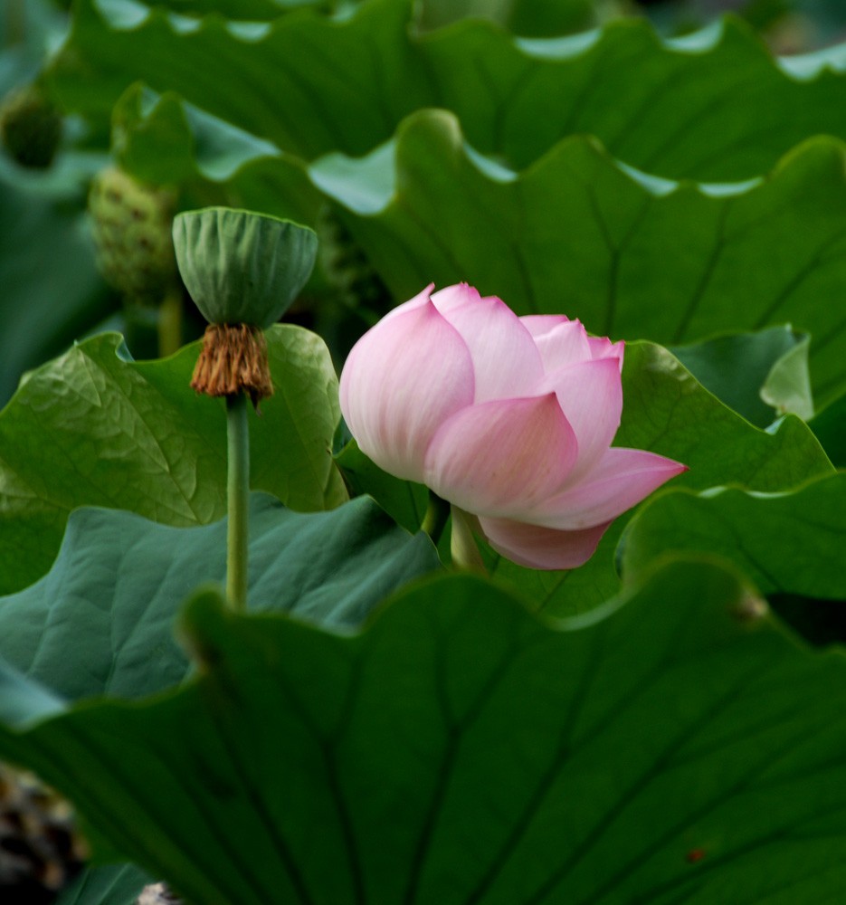 荷花睡莲 (4).jpg