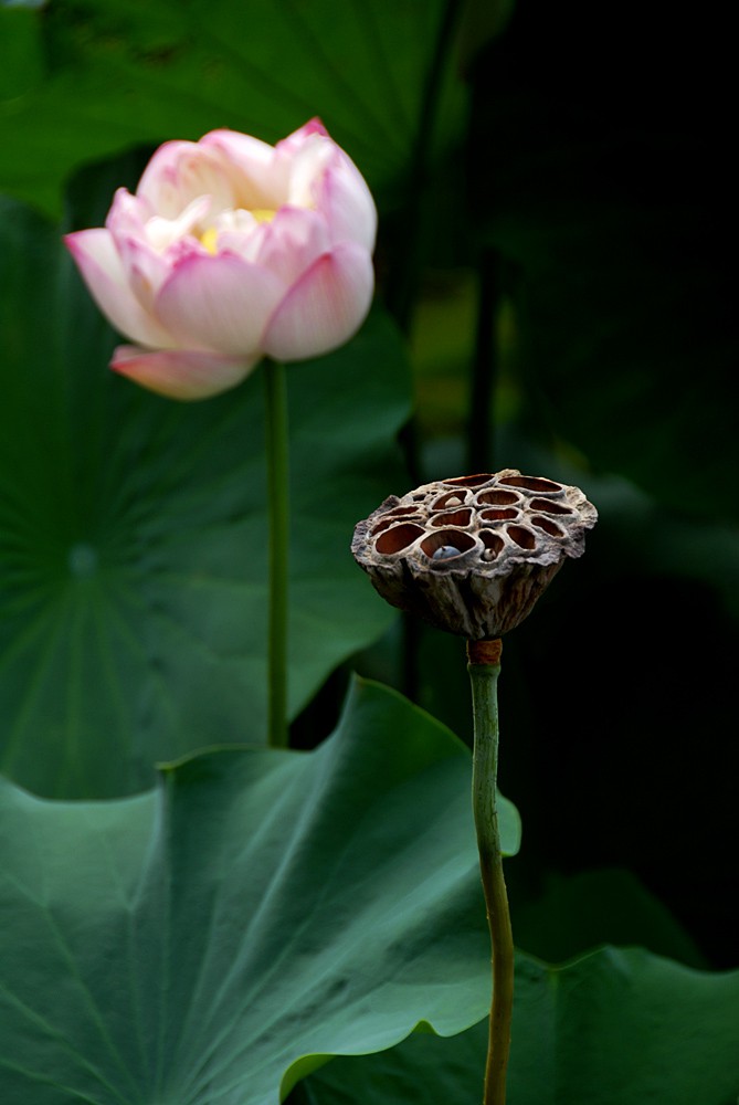 荷花睡莲 (7).jpg