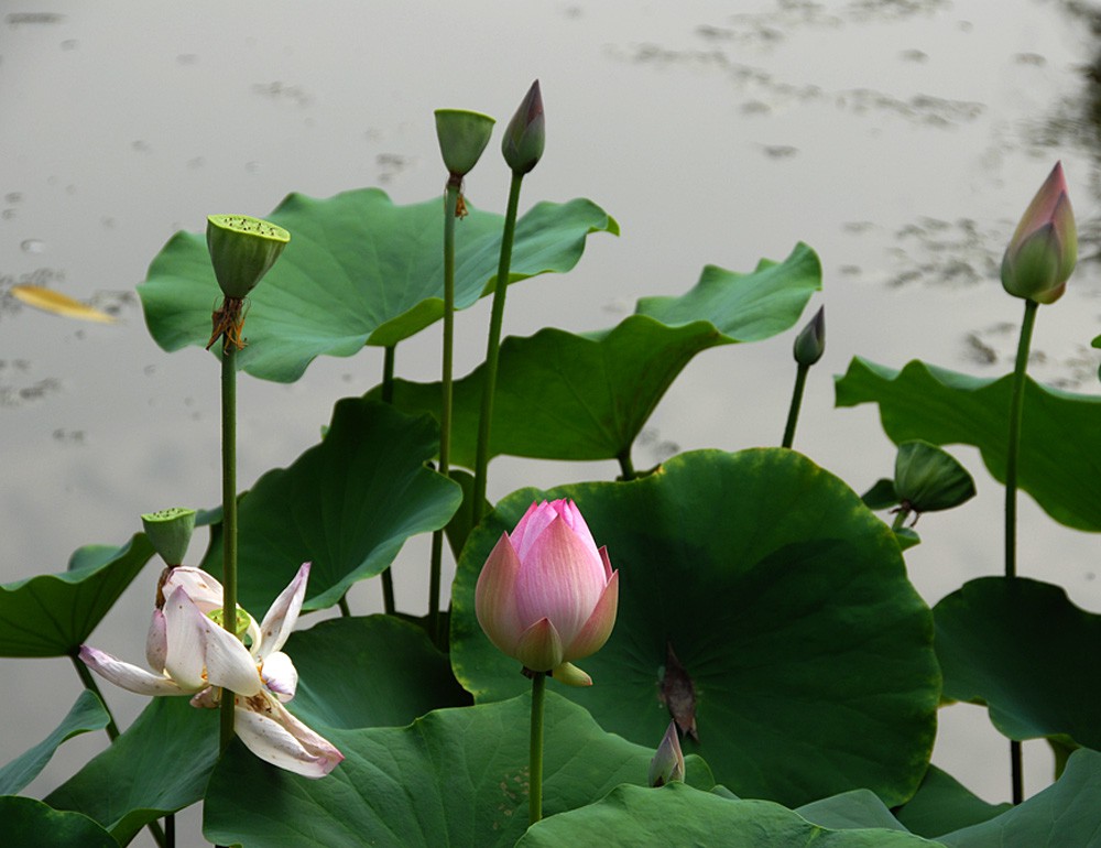 荷花睡莲 (11).jpg