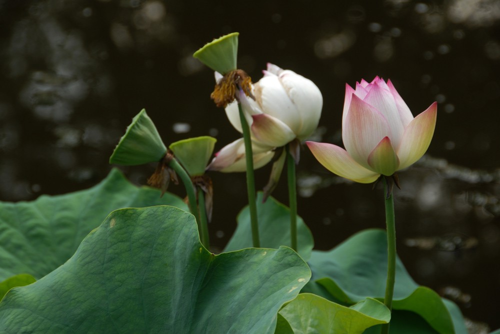 荷花睡莲 (12).jpg