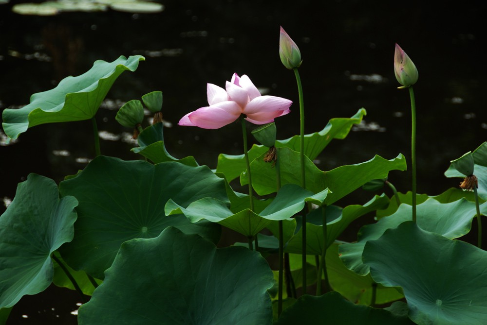 荷花睡莲 (13).jpg