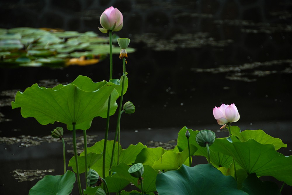 荷花睡莲 (15).jpg