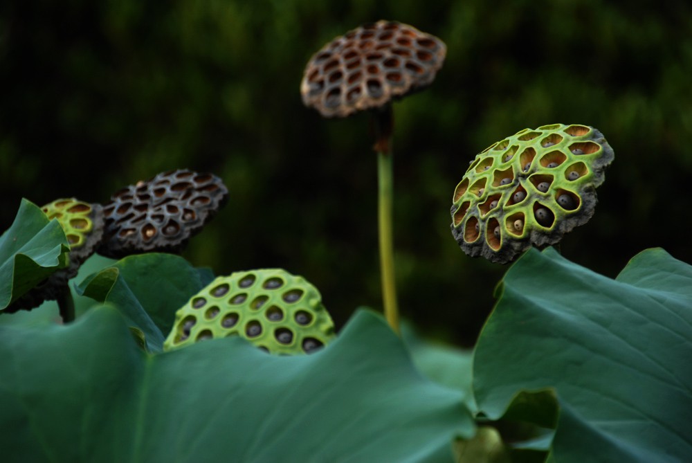 荷花睡莲 (16).jpg
