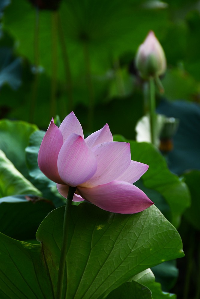 荷花睡莲 (17).jpg