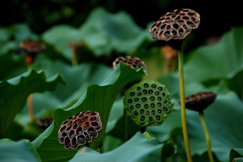 荷花睡莲 (18).jpg