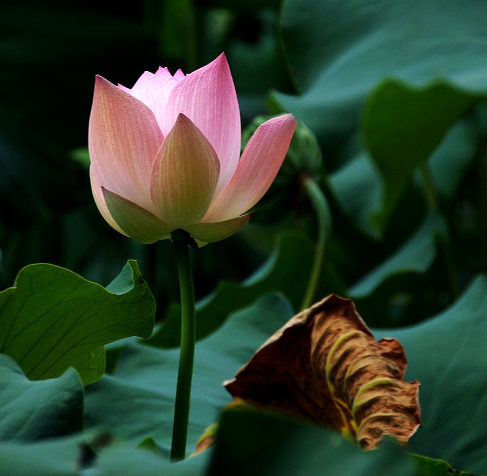 荷花睡莲 (19).jpg