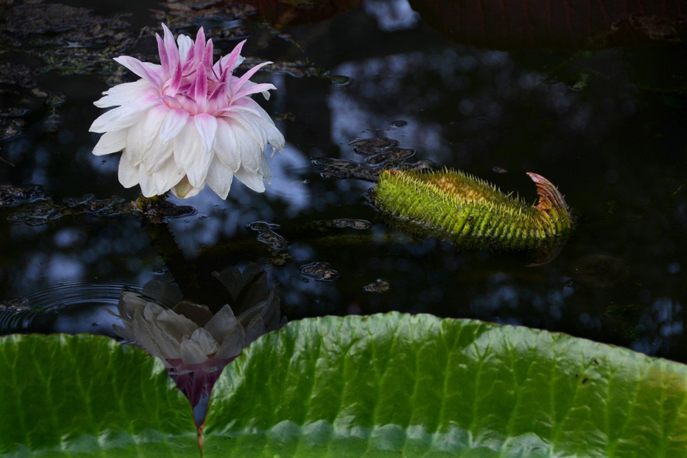 王莲-植物园 (1).jpg