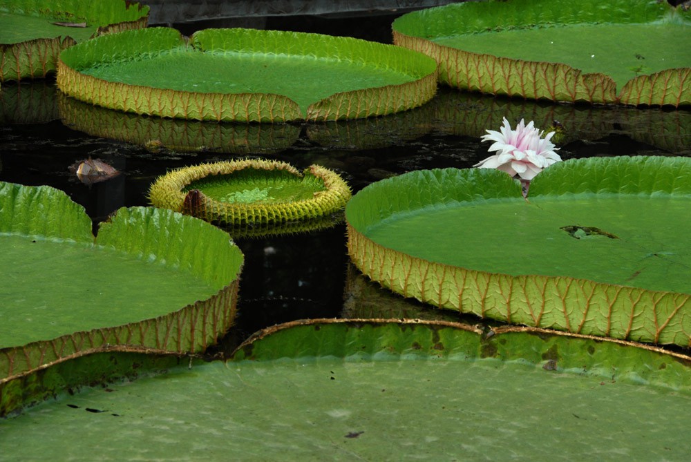 王莲-植物园 (3).jpg