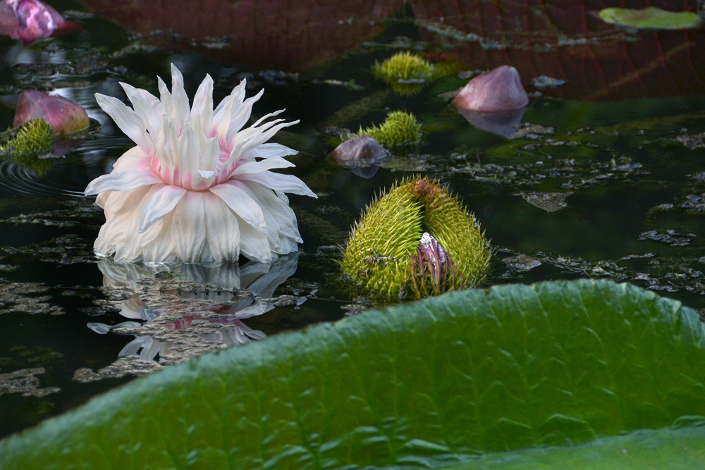 王莲-植物园 (4).jpg