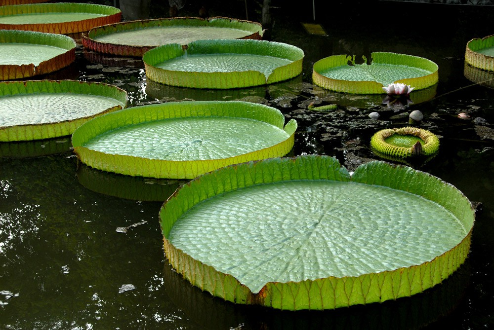 王莲-植物园 (5).jpg