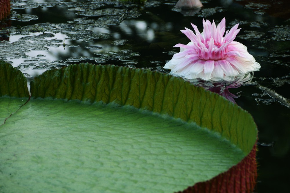 王莲-植物园 (6).jpg