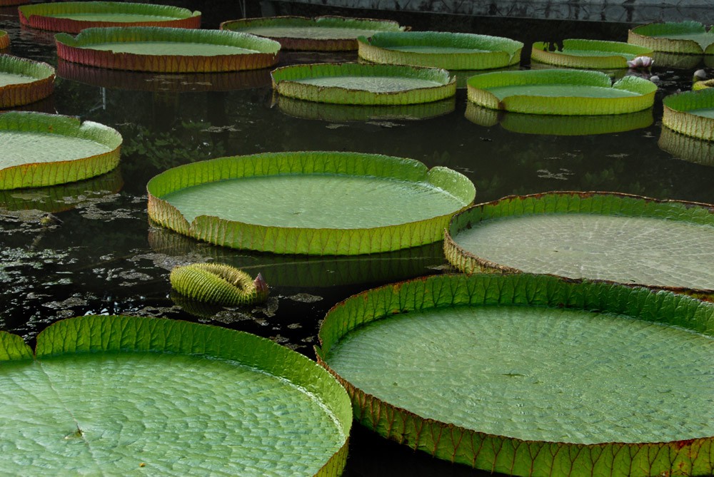王莲-植物园 (8).jpg